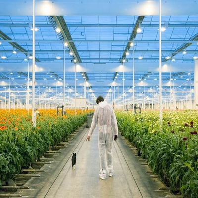 قیمت خوب سیستم خورشیدی گلخانه ای فیلم پایدار با قابلیت تنظیم نور آنلاین